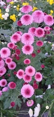 방문객이 남긴 사진